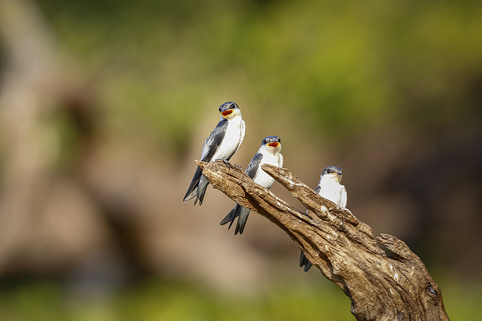 Close up of three White winged Swallows perched on a brown tree stump against natural defocused back Close up of three White winged Swallows perched on a brown tree stump against natural defocused back, by Zoonar Uwe Bergwitz