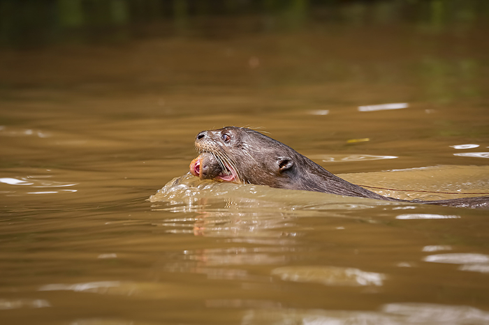 Close up of a Giant Otter swimming in a river with its baby in the mouth, side view, Pantanal Wetlan Close up of a Giant Otter swimming in a river with its baby in the mouth, side view, Pantanal Wetlan, by Zoonar Uwe Bergwitz