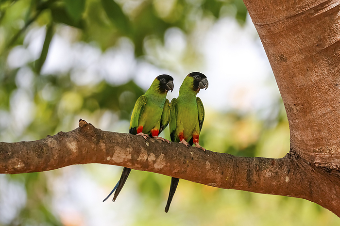 A couple of Nanday Parakeets perching together on a tree branch in the shadow, Pantanal Wetlands, Ma A couple of Nanday Parakeets perching together on a tree branch in the shadow, Pantanal Wetlands, Ma, by Zoonar Uwe Bergwitz