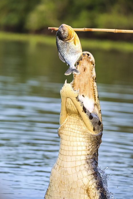 Yacare Caiman is jumping out of the water snapping with lots jaws a fish on a stick Yacare Caiman is jumping out of the water snapping with lots jaws a fish on a stick, by Zoonar Uwe Bergwitz