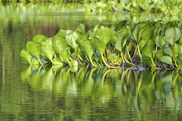 Close up of Water Hyacinth leaves reflecting on the water surface in sunshine, Pantanal Wetlands, Ma Close up of Water Hyacinth leaves reflecting on the water surface in sunshine, Pantanal Wetlands, Ma, by Zoonar Uwe Bergwitz