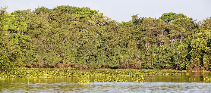 View to river edge with water plants and forest in late afternoon mood, Pantanal Wetlands, Mato Gros View to river edge with water plants and forest in late afternoon mood, Pantanal Wetlands, Mato Gros, by Zoonar Uwe Bergwitz