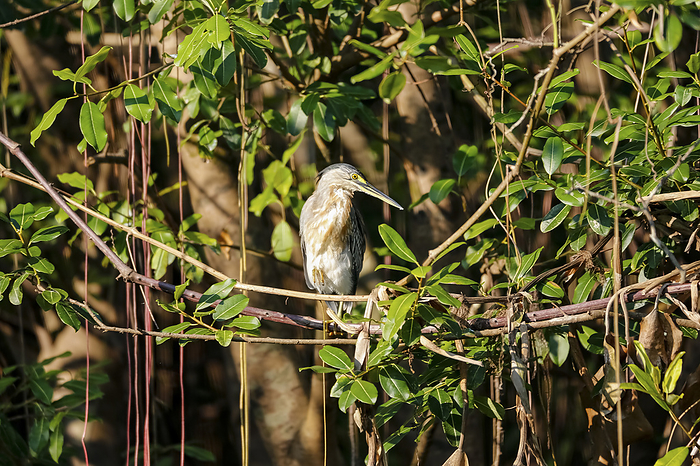 Striated heron perched in a tree in sunlight, Pantanal Wetlands, Mato Grosso, Brazil Striated heron perched in a tree in sunlight, Pantanal Wetlands, Mato Grosso, Brazil, by Zoonar Uwe Bergwitz