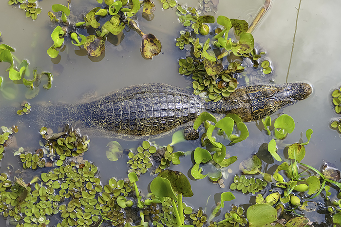High angle view of a Yacare caiman in the water, Pantanal Wetlands, Mato Grosso, Brazil High angle view of a Yacare caiman in the water, Pantanal Wetlands, Mato Grosso, Brazil, by Zoonar Uwe Bergwitz