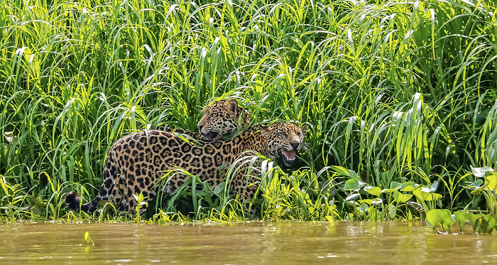 Two Jaguar  Panthera onca  brothers standing across on a river edge against green background, Pantan Two Jaguar  Panthera onca  brothers standing across on a river edge against green background, Pantan, by Zoonar Uwe Bergwitz