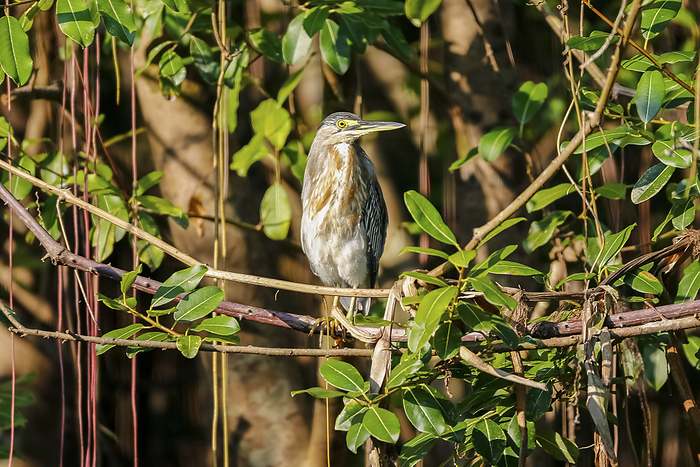 Close up of a Striated Heron perching in a tree in sunlight, Pantanal Wetlands Close up of a Striated Heron perching in a tree in sunlight, Pantanal Wetlands, by Zoonar Uwe Bergwitz