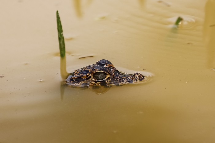 Yacare caiman, head on surface, floating in a muddy river, Pantanal Wetlands, Mato Grosso, Brazil Yacare caiman, head on surface, floating in a muddy river, Pantanal Wetlands, Mato Grosso, Brazil, by Zoonar Uwe Bergwitz
