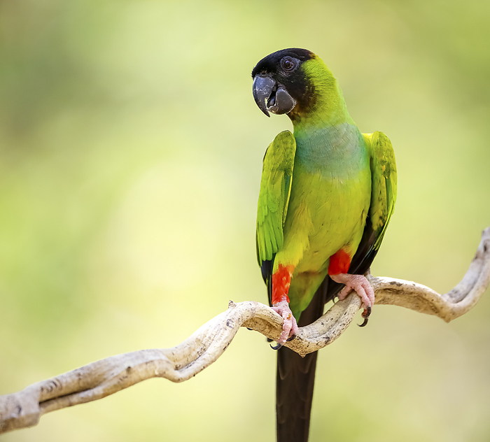 Close up of beautiful Nanday Parakeet perched on a branch against defocused natural background, Pant Close up of beautiful Nanday Parakeet perched on a branch against defocused natural background, Pant, by Zoonar Uwe Bergwitz