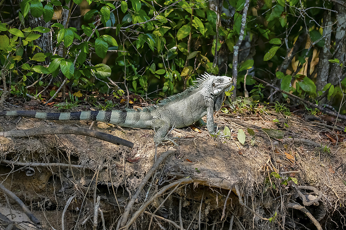 Side view of a Green Iguana  Iguana iguana  on a riverbank, Pantanal Wetlands Side view of a Green Iguana  Iguana iguana  on a riverbank, Pantanal Wetlands, by Zoonar Uwe Bergwitz