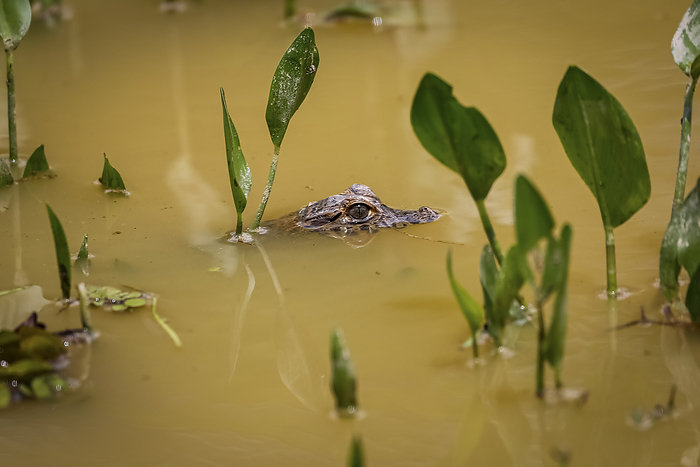 Head of a small Yacare caiman on surface of a muddy river with some green plants, Pantanal Wetlands, Head of a small Yacare caiman on surface of a muddy river with some green plants, Pantanal Wetlands,, by Zoonar Uwe Bergwitz
