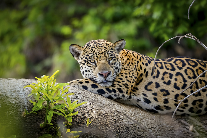 Close up of a Jaguar resting on a tree trunk at the river edge, facing camera. Pantanal Wetlands, Ma Close up of a Jaguar resting on a tree trunk at the river edge, facing camera. Pantanal Wetlands, Ma, by Zoonar Uwe Bergwitz