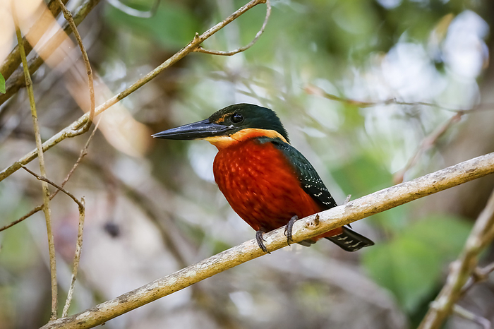 Close up of a Green and rufous Kingfisher perched on a branch, looking for prey, Pantanal Wetlands, Close up of a Green and rufous Kingfisher perched on a branch, looking for prey, Pantanal Wetlands,, by Zoonar Uwe Bergwitz