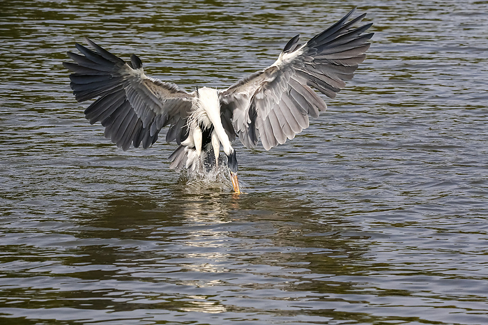 Cocoi Heron tries to catch a fish under water surface with its beak, wings spread, Pantanal Wetlands Cocoi Heron tries to catch a fish under water surface with its beak, wings spread, Pantanal Wetlands, by Zoonar Uwe Bergwitz