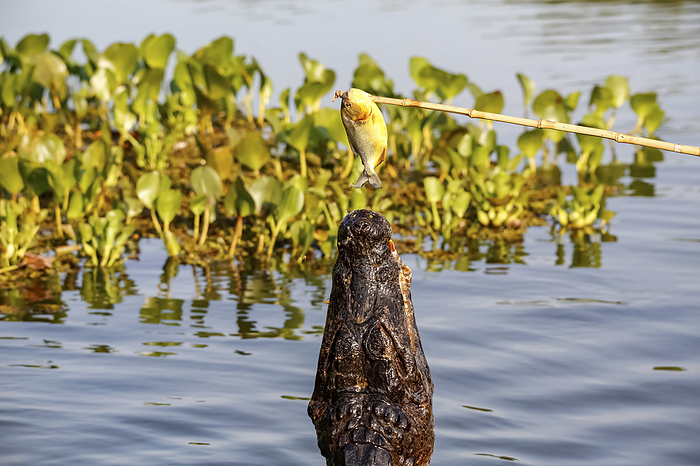 Yacare Caiman tries to catch a piranha on a stick, Pantanal Wetlands, Mato Grosso, Brazil Yacare Caiman tries to catch a piranha on a stick, Pantanal Wetlands, Mato Grosso, Brazil, by Zoonar Uwe Bergwitz