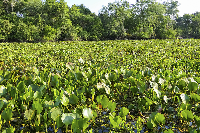 Typical river scenery with carpet of water hyacinths and trees in the Pantanal Wetlands, Mato Grosso Typical river scenery with carpet of water hyacinths and trees in the Pantanal Wetlands, Mato Grosso, by Zoonar Uwe Bergwitz