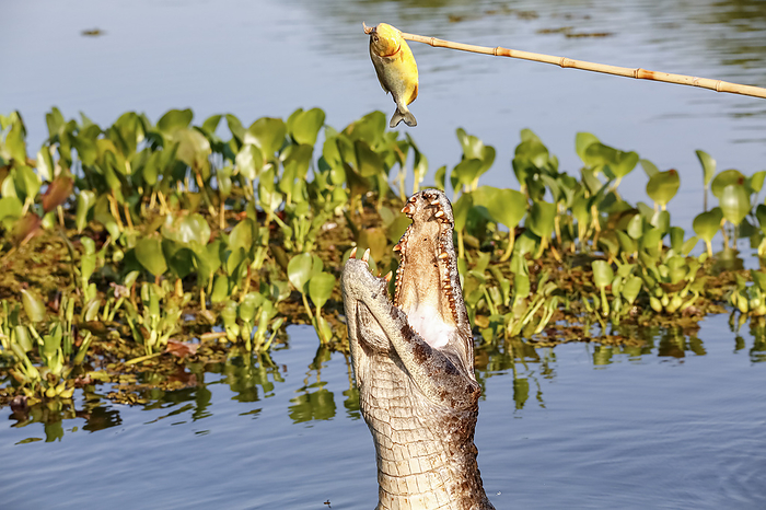 Yacare Caiman jumping out of the water to catch fish, Pantanal Wetlands, Mato Grosso, Brazil Yacare Caiman jumping out of the water to catch fish, Pantanal Wetlands, Mato Grosso, Brazil, by Zoonar Uwe Bergwitz