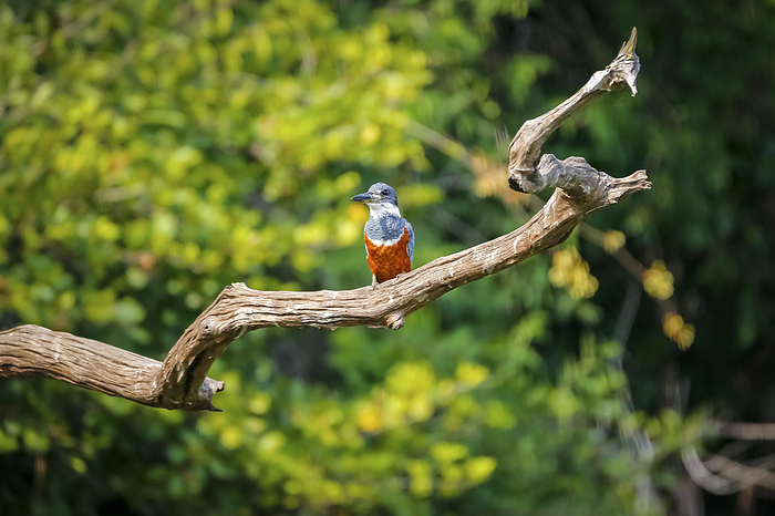 Ringed Kingfisher perched on a bare branch against defocused green background, Pantanal Wetlands, Ma Ringed Kingfisher perched on a bare branch against defocused green background, Pantanal Wetlands, Ma, by Zoonar Uwe Bergwitz