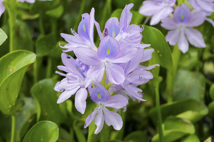 Close up of a Water Hyacinth with purple blossom, Pantanal Wetlands, Mato Grosso, Brazil Close up of a Water Hyacinth with purple blossom, Pantanal Wetlands, Mato Grosso, Brazil, by Zoonar Uwe Bergwitz