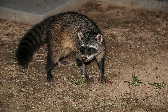 Crab eating Racoon looking to camera, Pantanal Wetlands, Mato Grosso, Brazil Crab eating Racoon looking to camera, Pantanal Wetlands, Mato Grosso, Brazil, by Zoonar Uwe Bergwitz