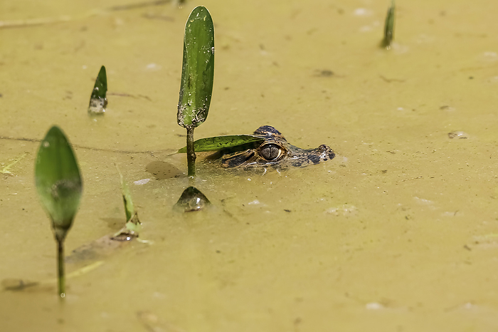 Head of a small Yacare caiman on surface of a muddy river with some green plants, Pantanal Wetlands, Head of a small Yacare caiman on surface of a muddy river with some green plants, Pantanal Wetlands,, by Zoonar Uwe Bergwitz