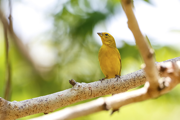 Saffron Finch perched on a bare tree branch against bright natural background, Pantanal Wetlands, Ma Saffron Finch perched on a bare tree branch against bright natural background, Pantanal Wetlands, Ma, by Zoonar Uwe Bergwitz