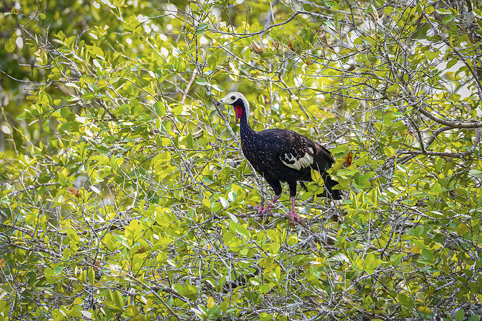 Red throated Guan perched in a green tree, looking to the left, Pantanal Wetlands, Mato Grosso, Braz Red throated Guan perched in a green tree, looking to the left, Pantanal Wetlands, Mato Grosso, Braz, by Zoonar Uwe Bergwitz