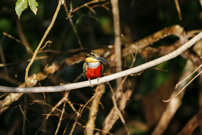 Close up of a Green and rufous Kingfisher perched on a branch, looking for prey, Pantanal Wetlands, Close up of a Green and rufous Kingfisher perched on a branch, looking for prey, Pantanal Wetlands,, by Zoonar Uwe Bergwitz