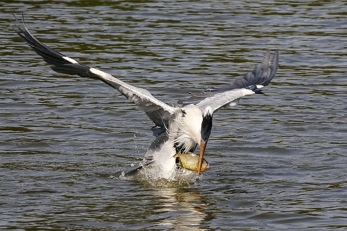 Cocoi Heron catches a piranha with its beak just over the water surface,  wings spread, Pantanal Wet Cocoi Heron catches a piranha with its beak just over the water surface,  wings spread, Pantanal Wet, by Zoonar Uwe Bergwitz