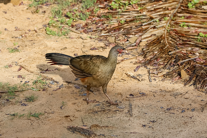 Chaco chachalaca roaming on the ground in late afternoon light, Pantanal Wetlands, Mato Grosso, Braz Chaco chachalaca roaming on the ground in late afternoon light, Pantanal Wetlands, Mato Grosso, Braz, by Zoonar Uwe Bergwitz