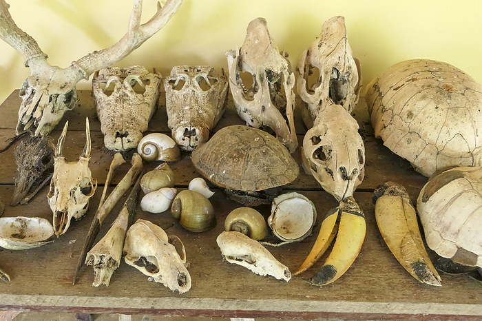 Collection of animal skulls and beaks, Pantanal Wetlands, Mato Grosso, Brazil Collection of animal skulls and beaks, Pantanal Wetlands, Mato Grosso, Brazil, by Zoonar Uwe Bergwitz