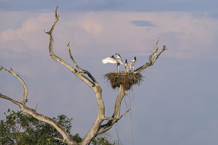 View to a Jabiru nest with three youngsters in a bare tree against violet sky, Pantanal Wetlands, Ma View to a Jabiru nest with three youngsters in a bare tree against violet sky, Pantanal Wetlands, Ma, by Zoonar Uwe Bergwitz