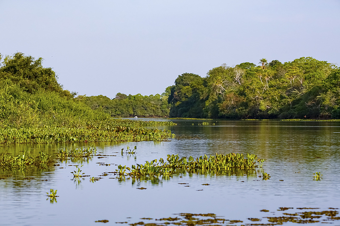 Typical Pantanal lagoon scenery in afternoon light,  reflections on water, Pantanal Wetlands, Mato G Typical Pantanal lagoon scenery in afternoon light,  reflections on water, Pantanal Wetlands, Mato G, by Zoonar Uwe Bergwitz