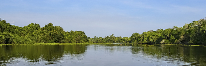 Panorama of typical Pantanal river scenery in afternoon light,  vegetation reflected on water, Panta Panorama of typical Pantanal river scenery in afternoon light,  vegetation reflected on water, Panta, by Zoonar Uwe Bergwitz