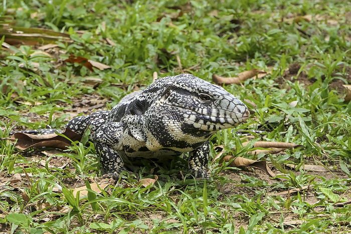 Front view of a Black and white Tegu on grass, Pantanal Wetlands, Mato Grosso, Brazil Front view of a Black and white Tegu on grass, Pantanal Wetlands, Mato Grosso, Brazil, by Zoonar Uwe Bergwitz