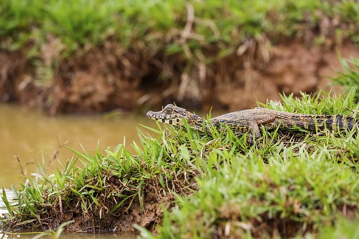 Small Yacare Caiman lying on a grassy river edge with raised head, Pantanal Wetlands, Mato Grosso, B Small Yacare Caiman lying on a grassy river edge with raised head, Pantanal Wetlands, Mato Grosso, B, by Zoonar Uwe Bergwitz