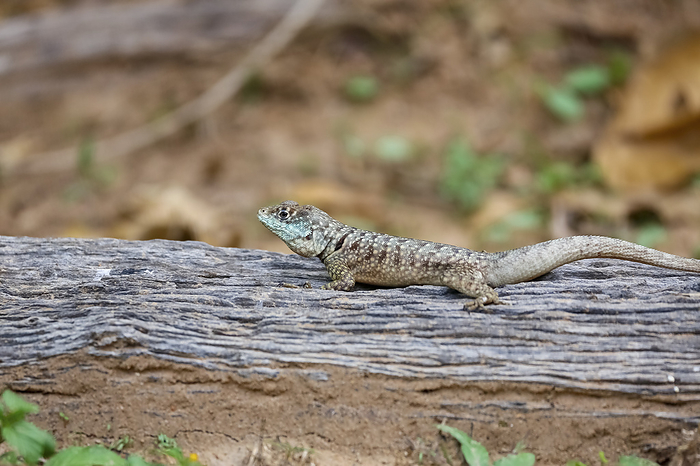 Side view of a Collared Lizard on a weathered tree trunk on ground, Pantanal Wetlands, Mato Grosso, Side view of a Collared Lizard on a weathered tree trunk on ground, Pantanal Wetlands, Mato Grosso,, by Zoonar Uwe Bergwitz