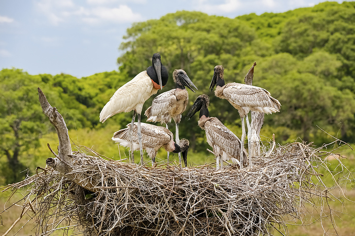 Close up of a high Jabiru nest with four juvenile Jabirus waiting for feeding by an adult, against g Close up of a high Jabiru nest with four juvenile Jabirus waiting for feeding by an adult, against g, by Zoonar Uwe Bergwitz