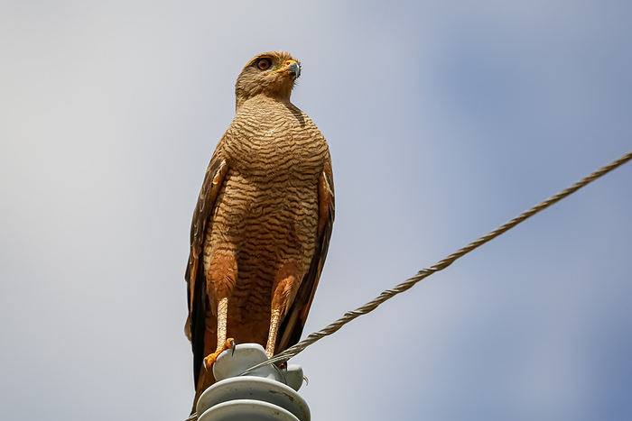Close up low angle view of a Savanna hawk perched on a wire post against blue and white sky, Pantana Close up low angle view of a Savanna hawk perched on a wire post against blue and white sky, Pantana, by Zoonar Uwe Bergwitz