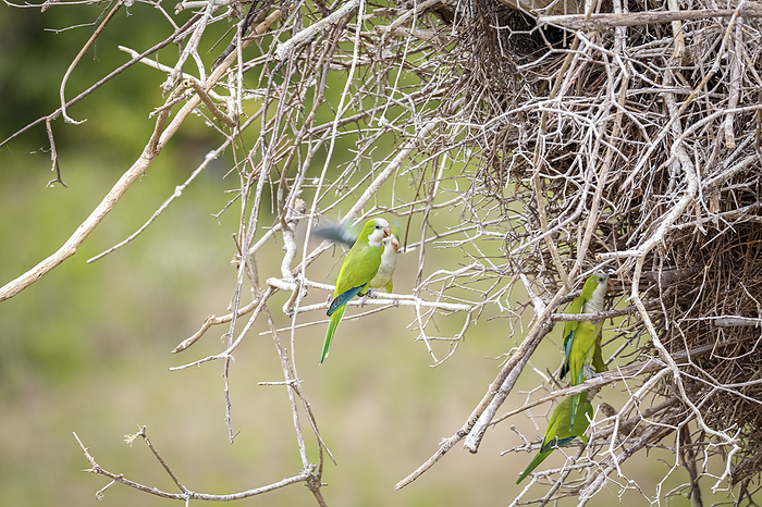 Monk Parakeets perched under a Jabiru nest, using it as nest, too. Pantanal Wetlands, Mato Grosso, B Monk Parakeets perched under a Jabiru nest, using it as nest, too. Pantanal Wetlands, Mato Grosso, B, by Zoonar Uwe Bergwitz
