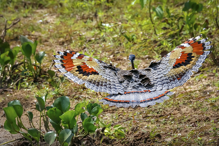 Close up of Sunbittern in flight near the ground with bautiful patterned spread wings, Pantanal Wetl Close up of Sunbittern in flight near the ground with bautiful patterned spread wings, Pantanal Wetl, by Zoonar Uwe Bergwitz