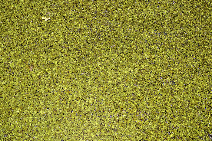 High angle view of a carpet of small water plants in a lagoon, Pantanal Wetlands, Mato Grosso, Brazi High angle view of a carpet of small water plants in a lagoon, Pantanal Wetlands, Mato Grosso, Brazi, by Zoonar Uwe Bergwitz