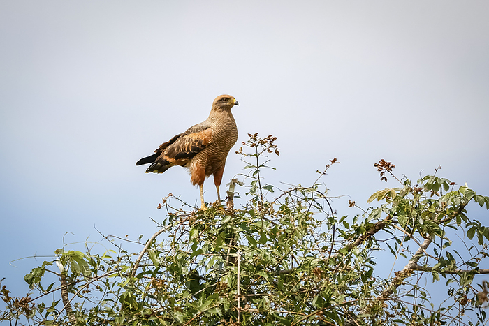 Savanna Hawk perched on top of a green tree against blue sky, Pantanal Wetlands, Mato Grosso, Brazil Savanna Hawk perched on top of a green tree against blue sky, Pantanal Wetlands, Mato Grosso, Brazil, by Zoonar Uwe Bergwitz