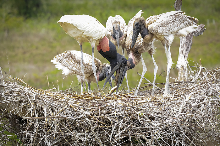 Close up of a Jabiru nest with four juvenile Jabirus fed with fish by an adult, head down, against g Close up of a Jabiru nest with four juvenile Jabirus fed with fish by an adult, head down, against g, by Zoonar Uwe Bergwitz