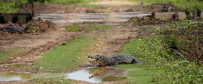 Caiman yacare resting on a muddy farm road with open mouth, Pantanal Wetlands, Mato Grosso, Brazil Caiman yacare resting on a muddy farm road with open mouth, Pantanal Wetlands, Mato Grosso, Brazil, by Zoonar Uwe Bergwitz