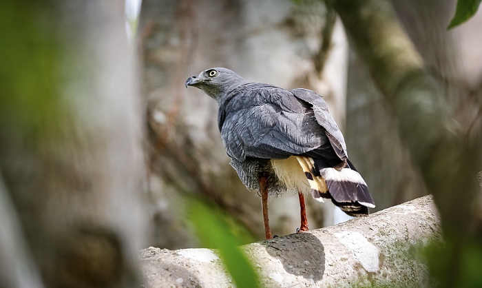 Crane Hawk from the back sitting in a bare tree, view to the left, Pantanal Wetlands, Mato Grosso, B Crane Hawk from the back sitting in a bare tree, view to the left, Pantanal Wetlands, Mato Grosso, B, by Zoonar Uwe Bergwitz
