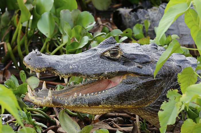 Close up of a Caiman yacare profile with open mouth surrounded by green leaves, Pantanal Wetlands, M Close up of a Caiman yacare profile with open mouth surrounded by green leaves, Pantanal Wetlands, M, by Zoonar Uwe Bergwitz