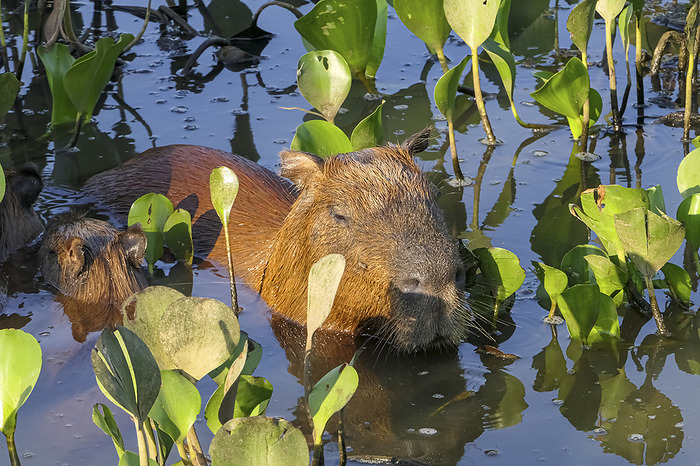 Close up of a Capybara mother with a cute baby swimming in water between water hyacinths in sunlight Close up of a Capybara mother with a cute baby swimming in water between water hyacinths in sunlight, by Zoonar Uwe Bergwitz