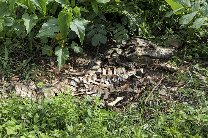 Skeleton of a Caiman yacare in the bushes, Pantanal Wetlands, Mato Grosso, Brazil Skeleton of a Caiman yacare in the bushes, Pantanal Wetlands, Mato Grosso, Brazil, by Zoonar Uwe Bergwitz