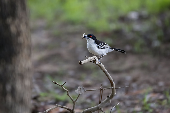 Great antshrike with an insect in its beak perched on a bare branch in forest, Pantanal Wetlands, Ma Great antshrike with an insect in its beak perched on a bare branch in forest, Pantanal Wetlands, Ma, by Zoonar Uwe Bergwitz