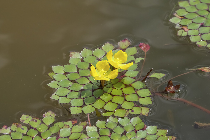 Water plant with yellow blossom and leaves in wonderful pattern, Pantanal Wetlands, Mato Grosso, Bra Water plant with yellow blossom and leaves in wonderful pattern, Pantanal Wetlands, Mato Grosso, Bra, by Zoonar Uwe Bergwitz